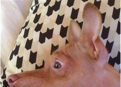 Enlace a El perro de finofaurio