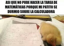 Enlace a Los patos como siempre impidiéndonos terminar nuestros deberes