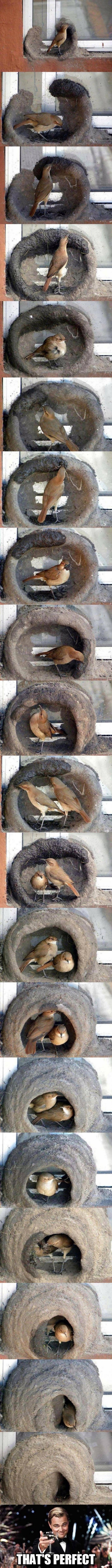 Meme_otros - Genial: El paso a paso de un pájaro haciendo su nido