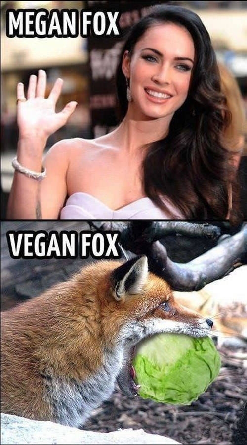 fox,juego de palabras,Megan,vegano,vegetariano,zorro