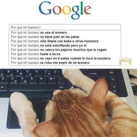 Meme_otros - El problema de enseñar usar el ordenador a los gatos