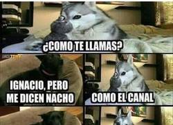 Enlace a Unos perritos muy cachondos