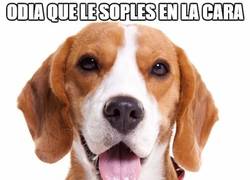 Enlace a Perros y su lógica
