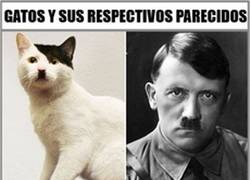 Enlace a Gatos vs celebridades