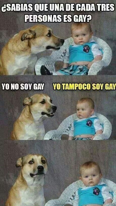 gay,mirada,niño,perro