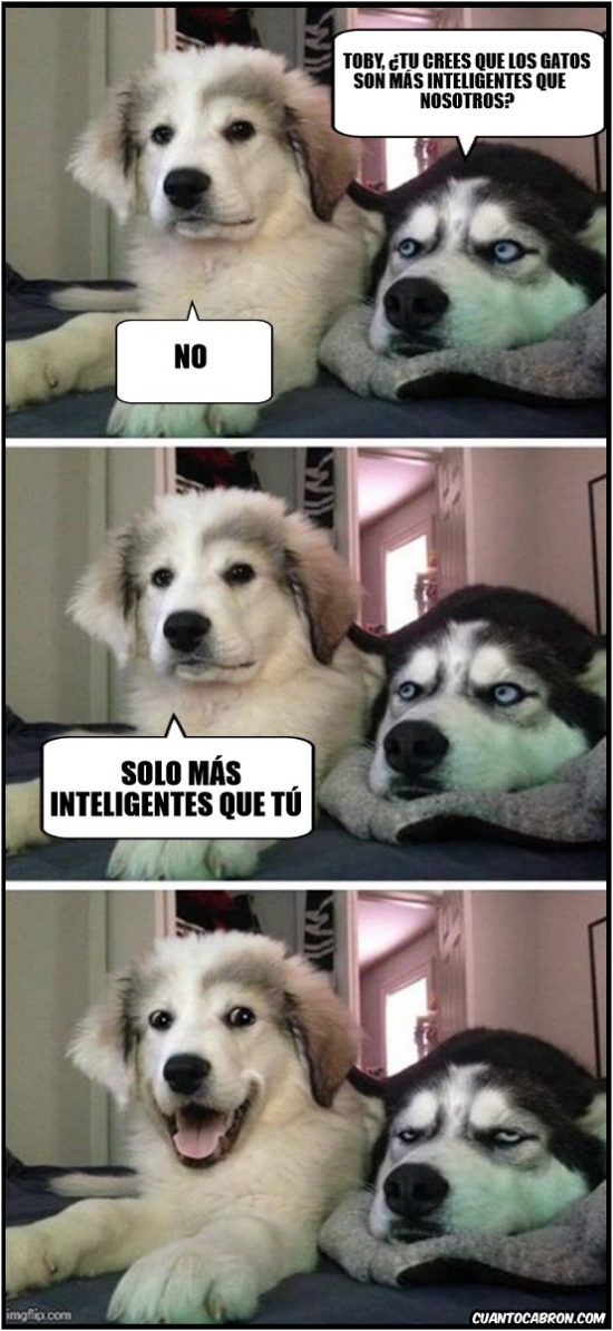 gatos,inteligencia,perros