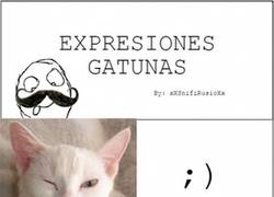 Enlace a Expresiones de los gatos