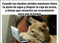 Enlace a Ultimátum gatuno