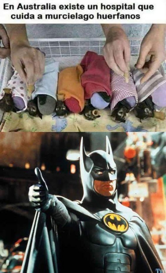 Batman,cuidar,murciélagos