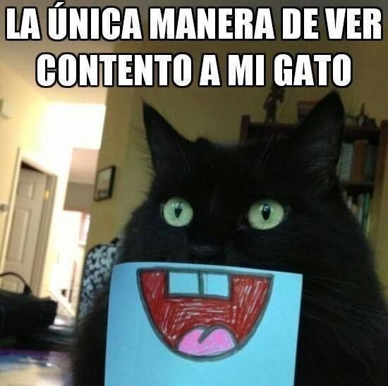 Meme_otros - El gato más feliz