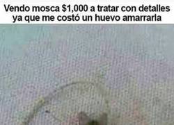 Enlace a ¿Cómo demonios la habrá atrapado?