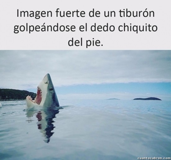 Meme_otros - El drama de un tiburón