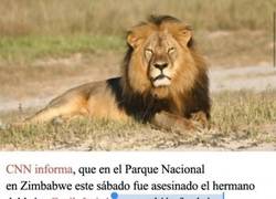 Enlace a Yo pensaba que sería un delfín