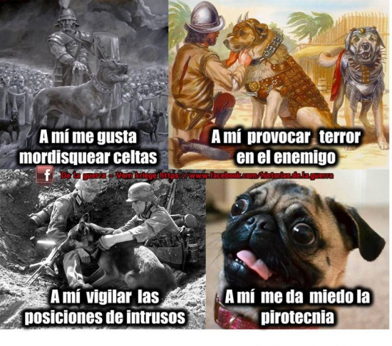 antiguedad,perros,really?,tortura