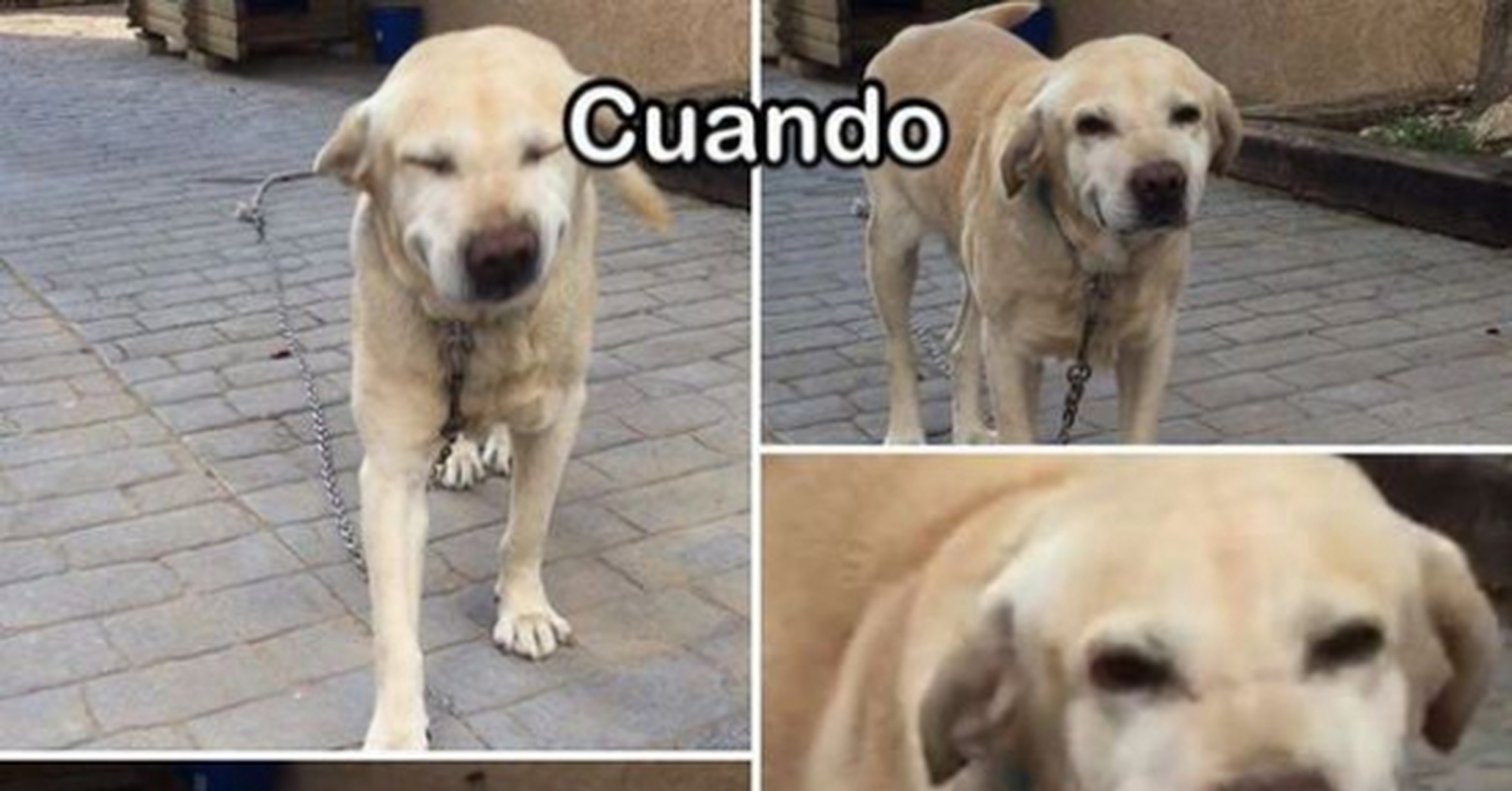 aguanta un poco mas la risa