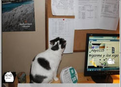 Enlace a El gato más troll jamás visto