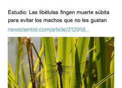 Enlace a Friendzone nivel: antes muerta que contigo