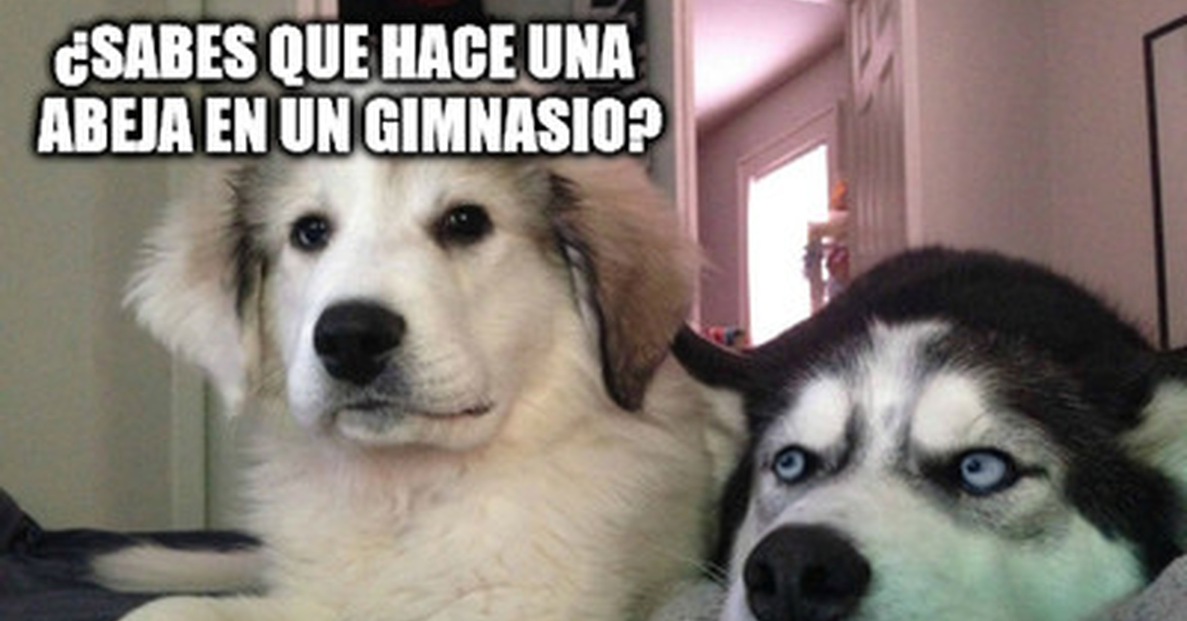 Cuanto Cabron La Abeja En El Gimnasio