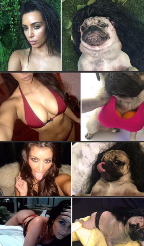 Meme_otros - Este perro se hace una sesión de fotos imitando a Kim Kardashian y el resultado es mejor que ella