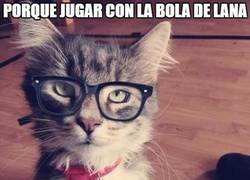 Enlace a El gato hipster