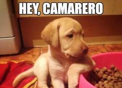 Enlace a Ligando como un animal