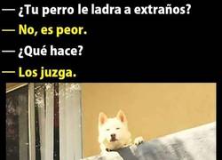 Enlace a Un perro con tendencias extrañas