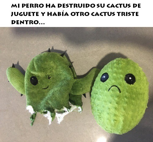 Meme_otros - ¡Pobre cactus!