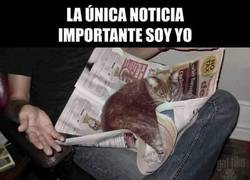 Enlace a Típico de los gatos