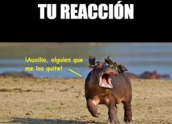 Enlace a Así reaccionamos algunos