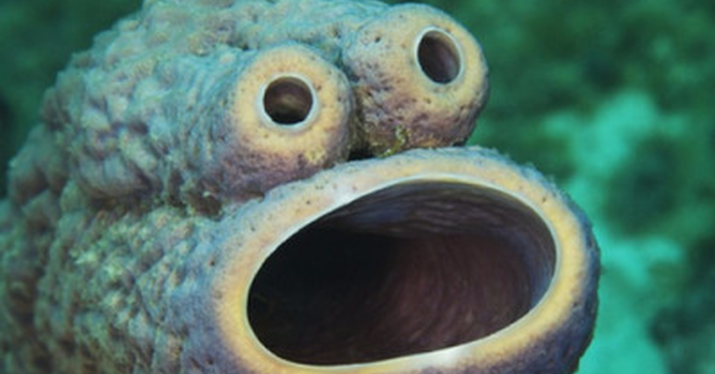 подводные губки. губка морское животное. губка «7 морей» натуральная морская 12. клиона губка. морская губка живая.