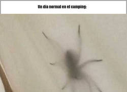 Enlace a Camping...