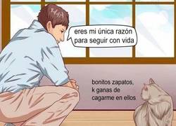 Enlace a Los gatos tienen sus prioridades