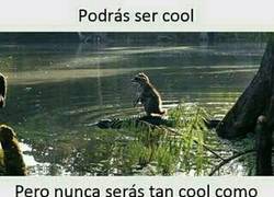 Enlace a Este mapache vive al límite