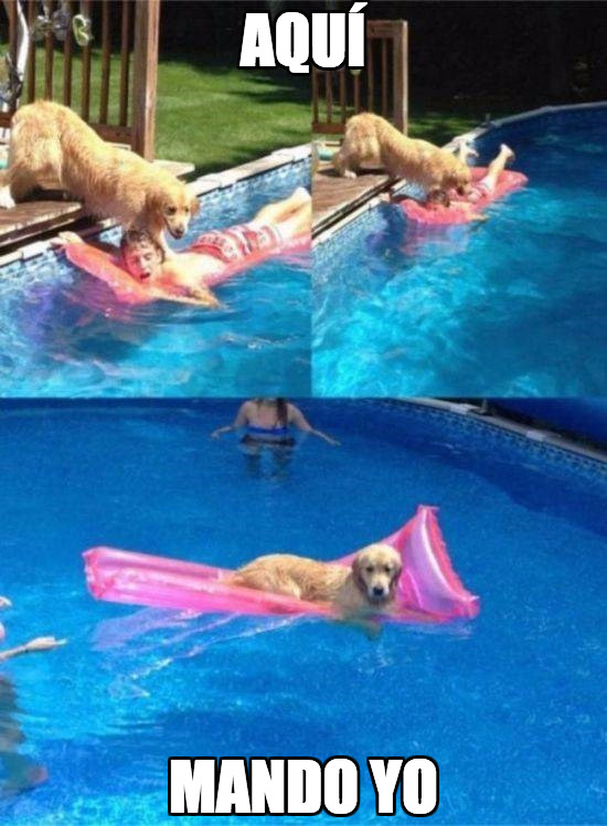 colchoneta,perros,piscina