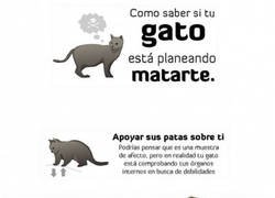 Enlace a Toma nota porque tu gato podría estar planeando algo muy malo