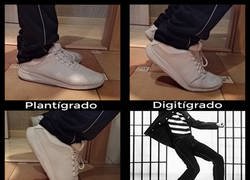 Enlace a Clasificación de mamíferos