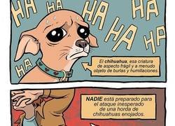 Enlace a Nunca hagas cabrear a un chihuahua