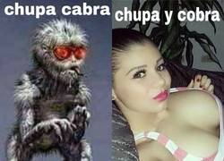 Enlace a Chupacabra