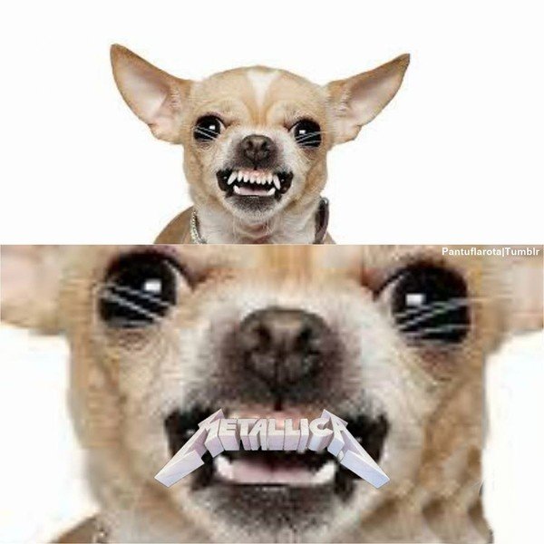 Meme_otros - Los dientes de ese perrete nos dice algo