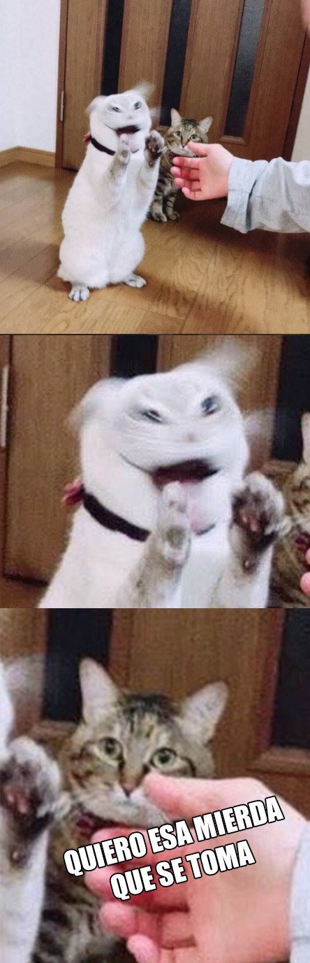Meme_otros - Reacciones de un gato un tanto sospechosas