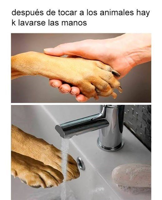 limpiarse,manos,perros