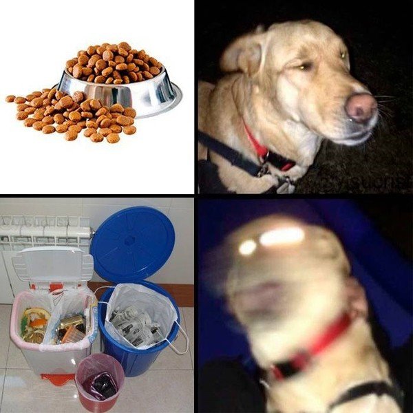 Meme_otros - La lógica de los perros a la hora de comer