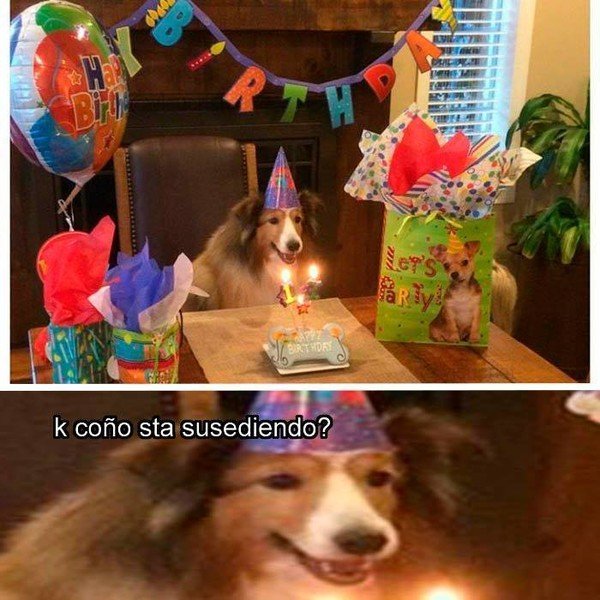 cumpleaños,fiesta,perros