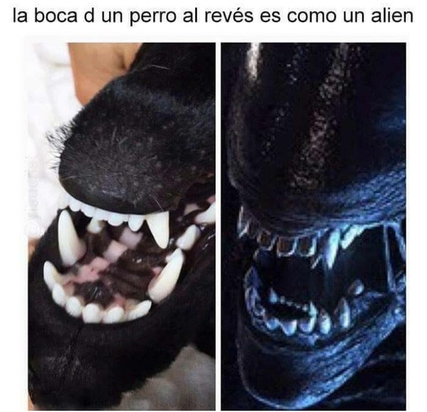 alien,miedo,perros