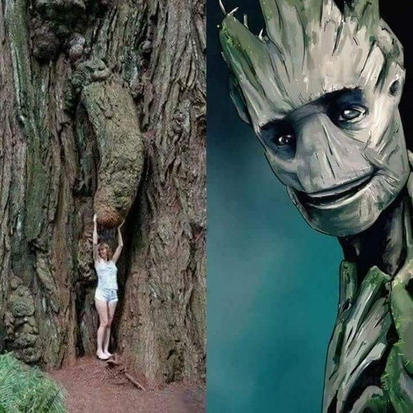 Meme_otros - Nunca volverás a ver a este árbol de la misma forma