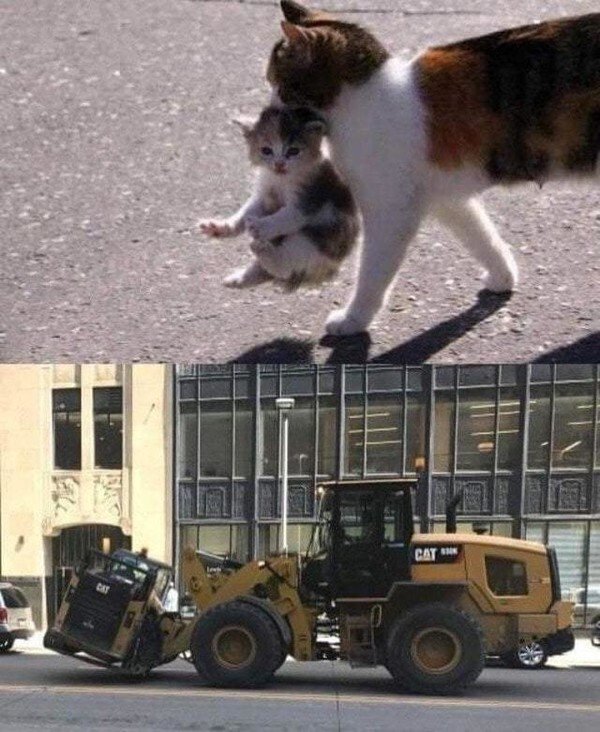 camión,cat,gatos,tractor