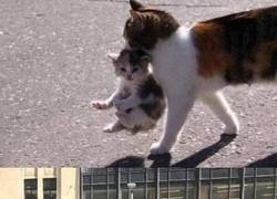 Enlace a Salvación entre especies