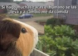 Enlace a La duda de los hamster