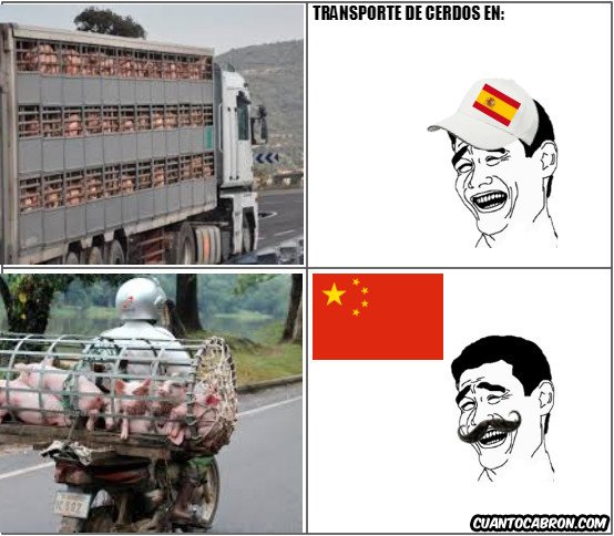 Yao - Transporte de cerdos