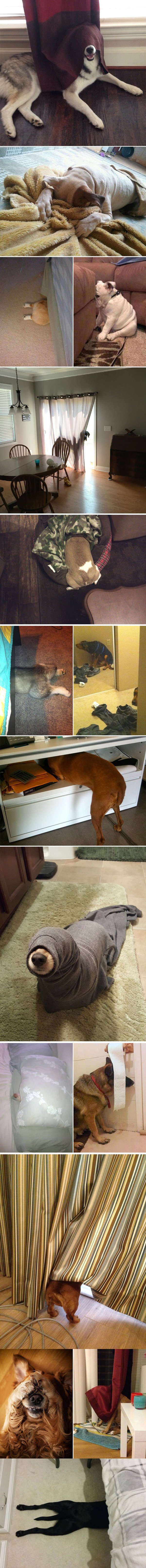 Meme_otros - Perros intentando camuflarse en casa (y ellos creen que no les vemos)